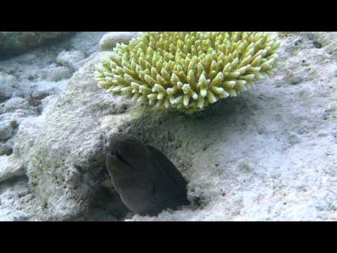 подводный мир Fun island