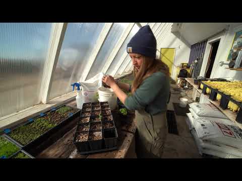 Transplanting milkweed seedlings into containers