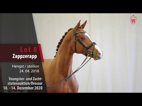 Youngster- und Zuchtstutenauktion/Dressur Lot 8 Zappzerapp Hengst v. Zoom - Weltmeyer
