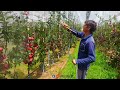 super cheif sandidge 🍎 2 year old plants | Apple valley | supercheif apple variety