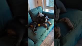 Video preview image #1 Labrador Retriever-Unknown Mix Puppy For Sale in Newport Beach, CA, USA