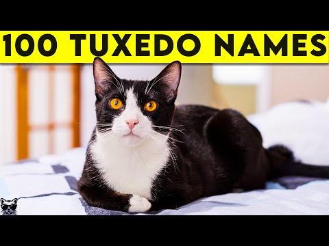 Tuxedo Cat Names - 100+ Names For Your Black and White Cat