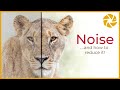 Tips For Reducing Noise In Wildlife Photography