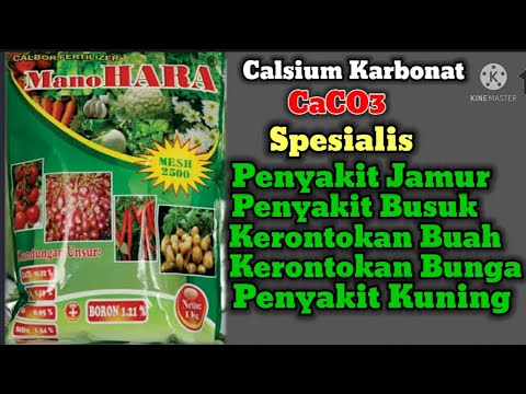 , title : 'manfaat pupuk kalsium ManoHARA mesh dan dosis Semprot serta Kocor  pada tanaman'