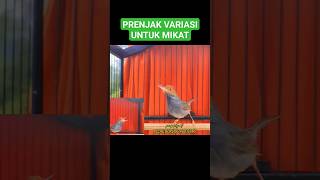 Download lagu Suara Prenjak Gacor Untuk Pikat Prenjak #prenjak #prenjakkepalamerah #kicaumanianusantara mp3