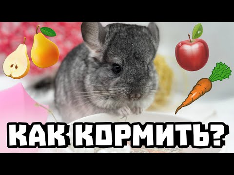 Как правильно кормить шиншиллу? | Про Корма в Зоомагазине