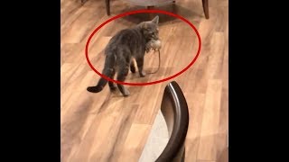 Broccoli Catches A Large Rat