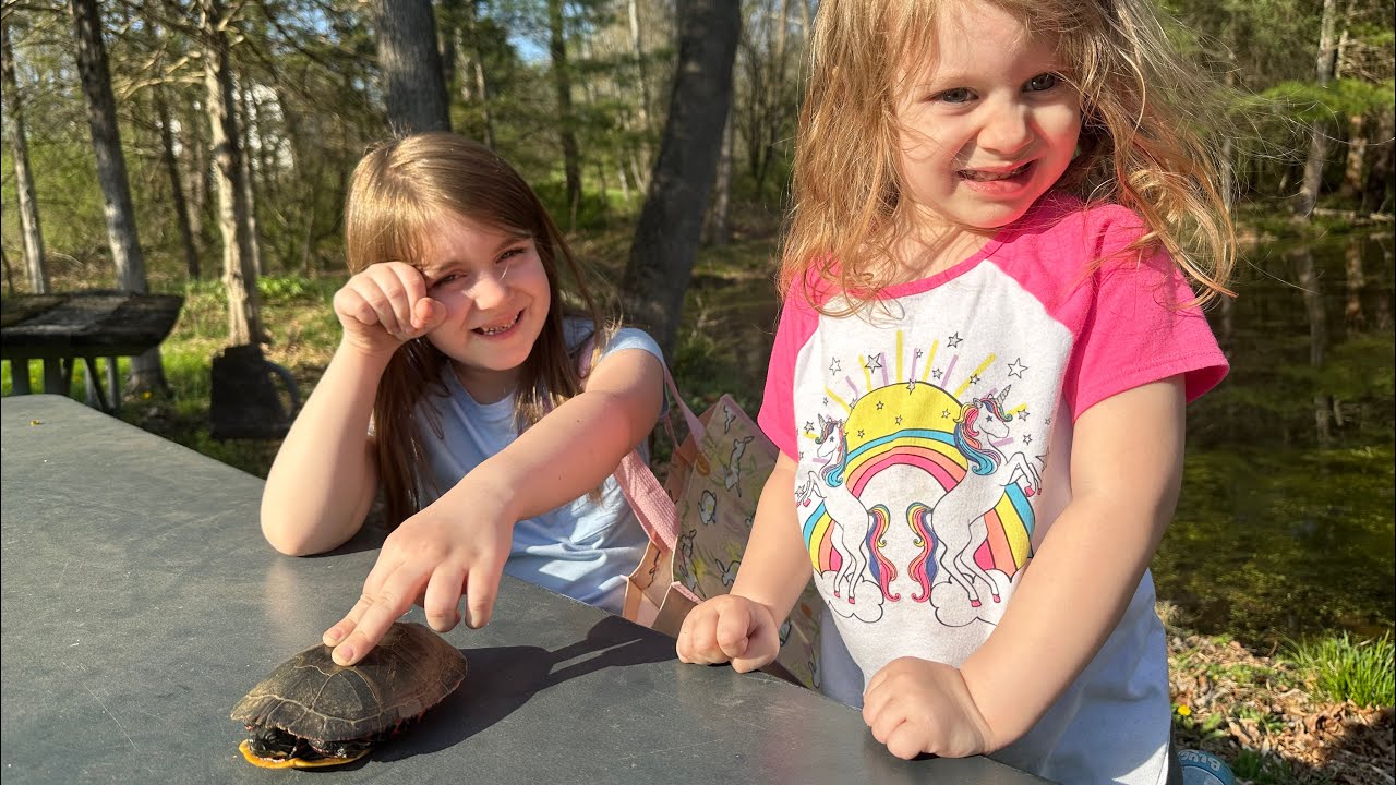 Eastern Painted Turtle (Chrysemys picta picta)