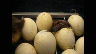 Incubation step for an Automatic Forced-Air Incubator