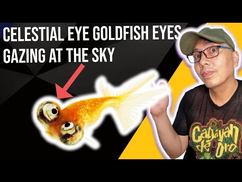 , title : 'celestial eye fancy goldfish amazing Bug Eyed Star gazer goldfish'