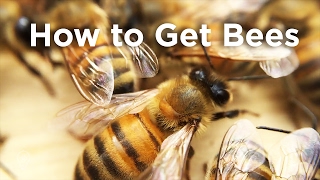 How to Get Bees