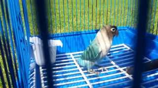 Masked Blue lovebird Bluey singing in the park