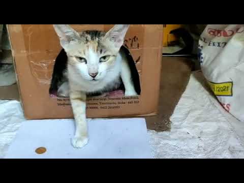 Indian 🐈 cat Julie gives a new  small kittens 🥰 Julie introducing his house #LearnwithCats