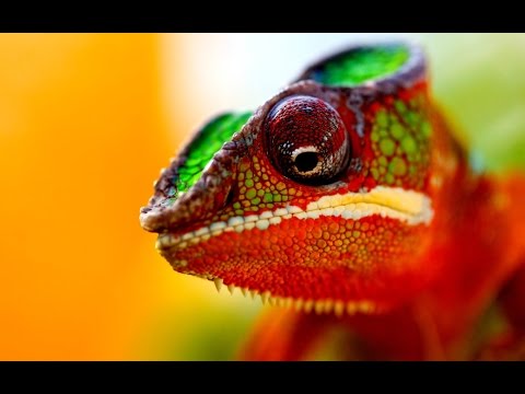 Kendan Reeves ft. Alexander - Chameleon Man (Official Music Video)