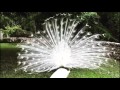 White peacock opening feathers. The most beautiful white peacock