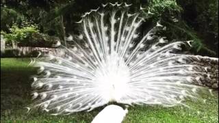 White peacock opening feathers The most beautiful 
