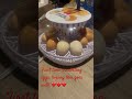 Smart Incubator First Use #eggs #chickens #ducks #incubator #homesteadingvlog #homesteading #Smart
