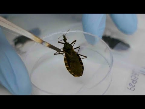 Scientists Warn About Chagas Disease Spread by Kissing Bugs