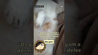 Os gatos não chegam a dormir, a natureza deles fazem com que fiquem sempre alertas"