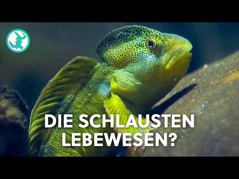 Die extremsten Überlebenskünstler: Wie Tiere dem Tod entkommen | Doku