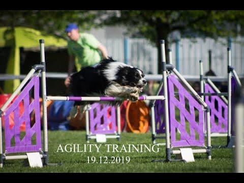 Agility training I Iziček