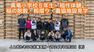Chương trình "Trải nghiệm làm lúa" của học sinh lớp 5 trường Tiểu học Shinryu: Đập lúa, xay xát và tham quan cơ sở hợp tác xã nông nghiệp (Chi nhánh JA Kitasorachi Hokuryu, cơ sở chế biến, thu gom và vận chuyển gạo lứt) - YouTube