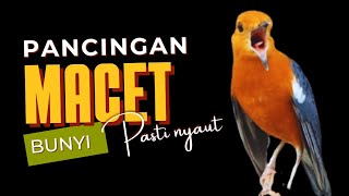 Download lagu Merangsang Emosi Dalam Hitungan Detik, Pancingan Dan Terapi Anis Merah Macet Bunyi | AMO 37 mp3