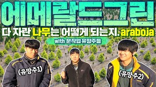 돈 버는 나무 ☞ 에메랄드그린 분작업 빅매치가 펼쳐졌습니다ㅣ[대림묘목농원]