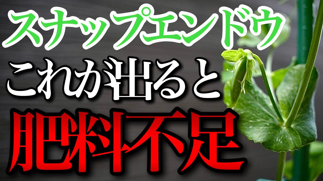 【スナップエンドウ】これが出ると肥料不足のサインなので急いで追肥をしてください