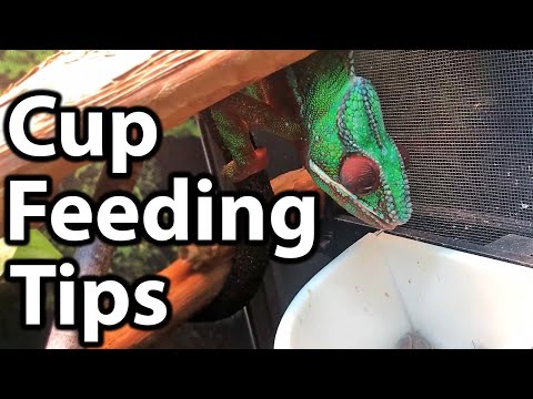 How to cup feed a chameleon | Tips and tricks