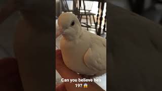 19 year old white Dove saying hi to YouTube. #noah