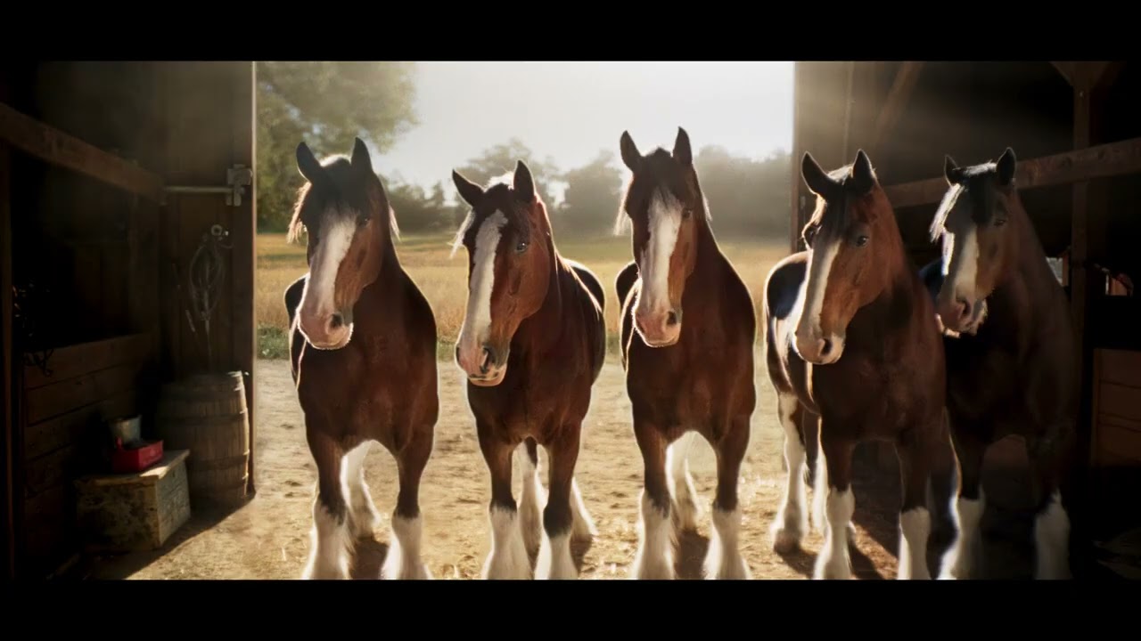 Budweiser Clydesdales - Budweiser (Super Bowl 2026) 'TEASER' - YouTube