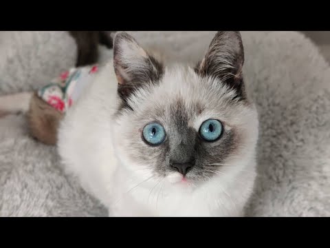 Meet Jeff, The Stunning Siamese Kitten With Hind Leg Paralysis Who Is Ready For Her Forever Home!
