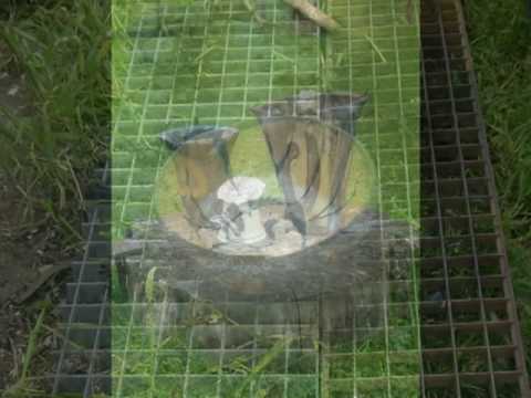 Raku Vuren 5 juni 2004