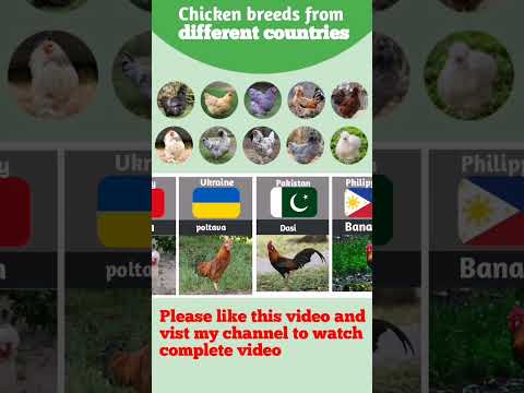 , title : 'fancy chicken breeds from different countries'