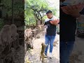 Khubsurat Padosan Comedy Funny Jokes Monkey
