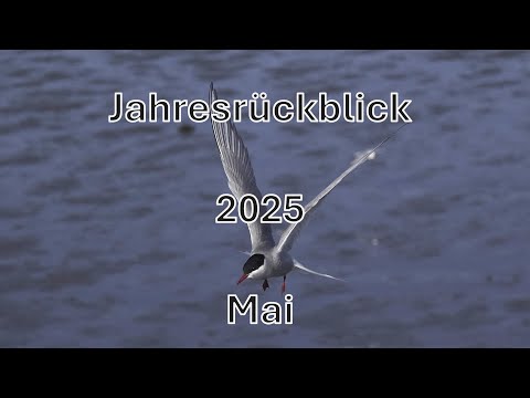 Meine Vogelwelt im Mai 2025 - Der Monat Mai in Videos und Bildern