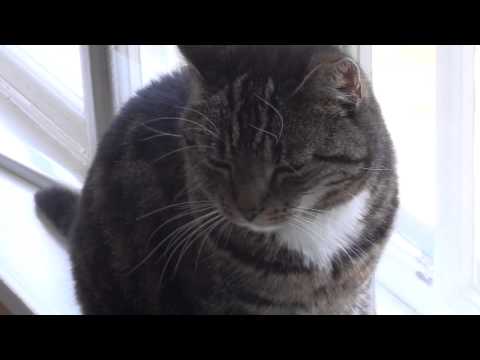 [WAYO] Xiggy's cat Selma