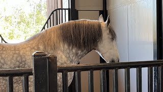 Disney’s Tri Circle D Ranch