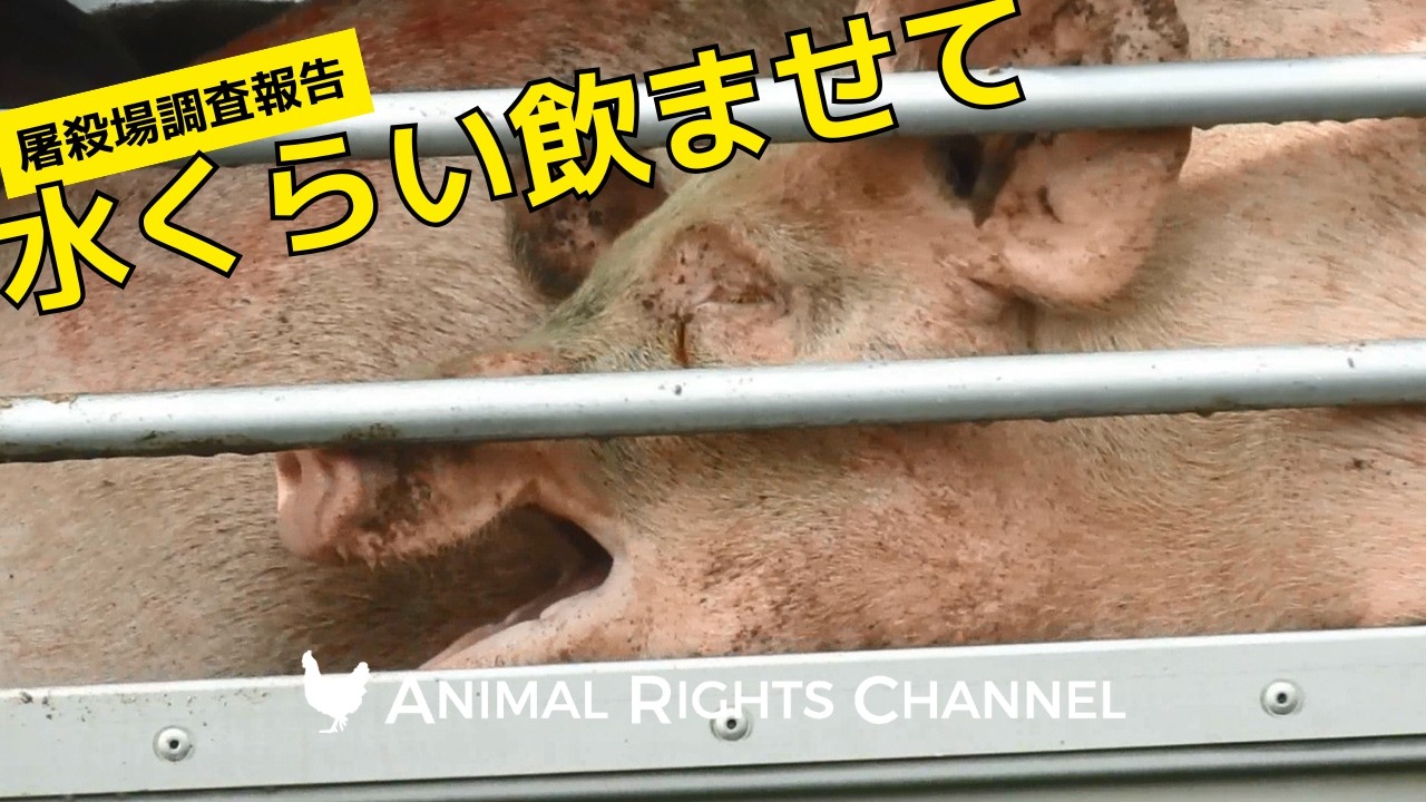 アニマルライツチャンネルVol74[屠殺場調査報告：水くらい飲ませて]