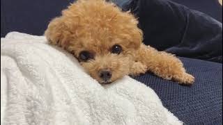 Poodle Puppies Videos