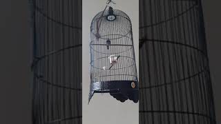 Download lagu Burung Indigo Village..masteran para Sultan. Suara RX king mp3