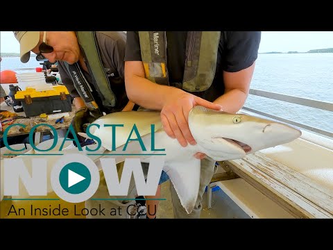 Coastal Now - Shark Research Cruise on Winyah Bay