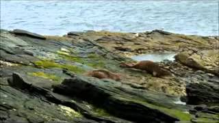 Lerwick Shetland Islands Scotland/Лервик Шетландские острова Шотлания