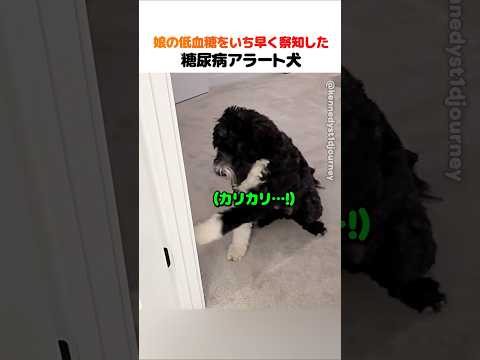 娘の低血糖をいち早く察知した糖尿病アラート犬