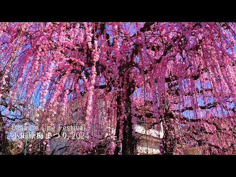 Odawara Ume Festival 2024 Tour all of Odawara's ume (plum) viewing spots.