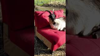 Matilda loves her new couch.