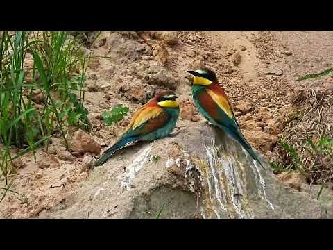 Żołna - kolorowe, tęczowe cudo.