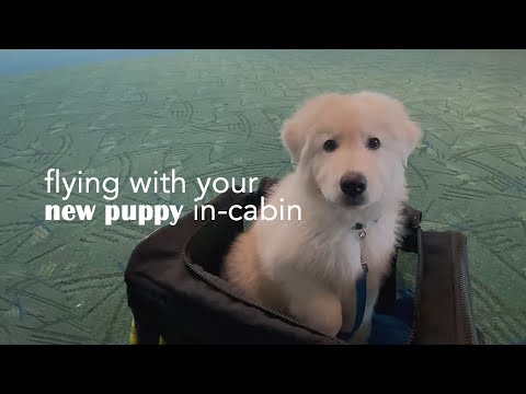 Flying with Your New Puppy: Tips and Tricks