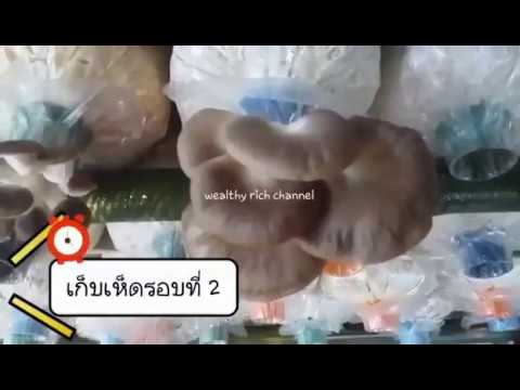เชื้อโรคหญิงที่จะซื้อใน Bryansk เพิ่มสมาชิก Syntol